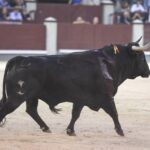 Madrid - Corrida de toros - Viernes 28 de septiembre de 2018