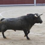 Madrid- Novillada picada - Domingo 3 de septiembre de 2018