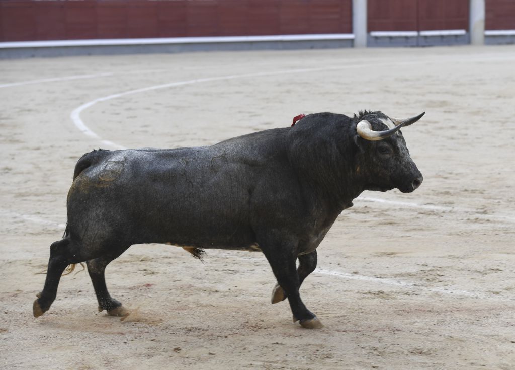 Madrid- Novillada picada - Domingo 3 de septiembre de 2018