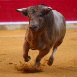 Zaragoza - Novillada picada - Sábado 29 de septiembre de 2018