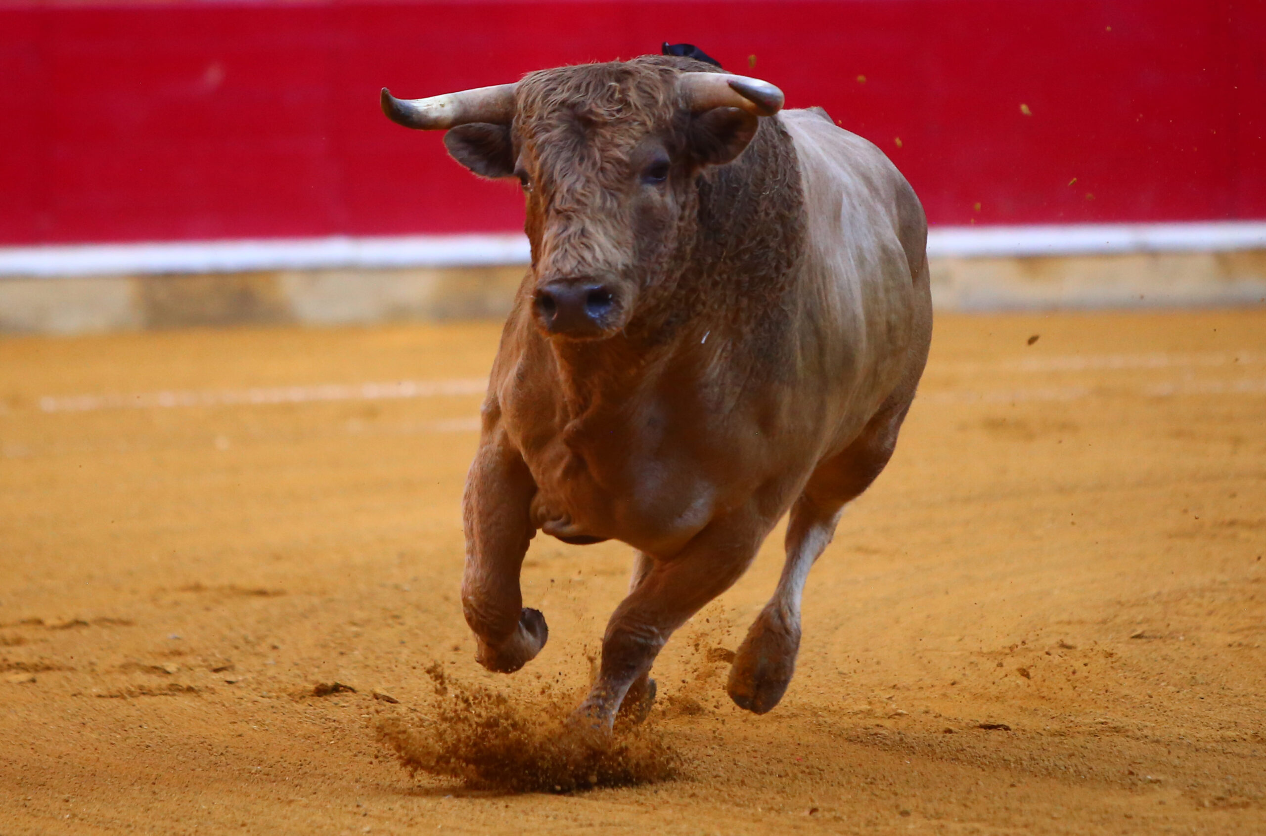 Zaragoza - Novillada picada - Sábado 29 de septiembre de 2018