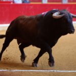Zaragoza - Corrida de toros concurso - Domingo 30 de septiembre de 2018