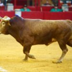 Zaragoza - Corrida de toros concurso - Domingo 30 de septiembre de 2018