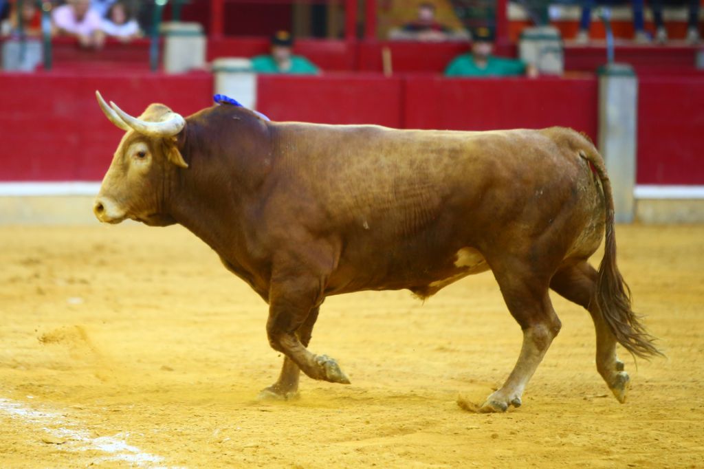 Zaragoza - Corrida de toros concurso - Domingo 30 de septiembre de 2018