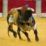 Zaragoza - Corrida de toros concurso - Domingo 30 de septiembre de 2018