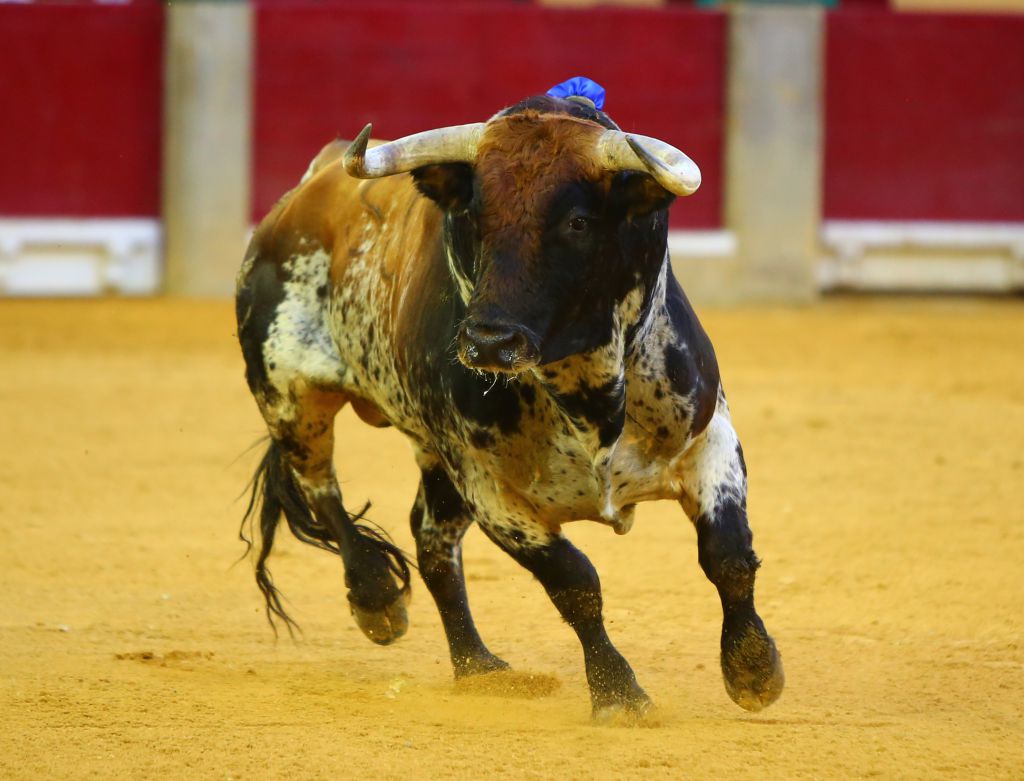 Zaragoza - Corrida de toros concurso - Domingo 30 de septiembre de 2018