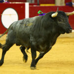 Zaragoza - Corrida de toros concurso - Domingo 30 de septiembre de 2018