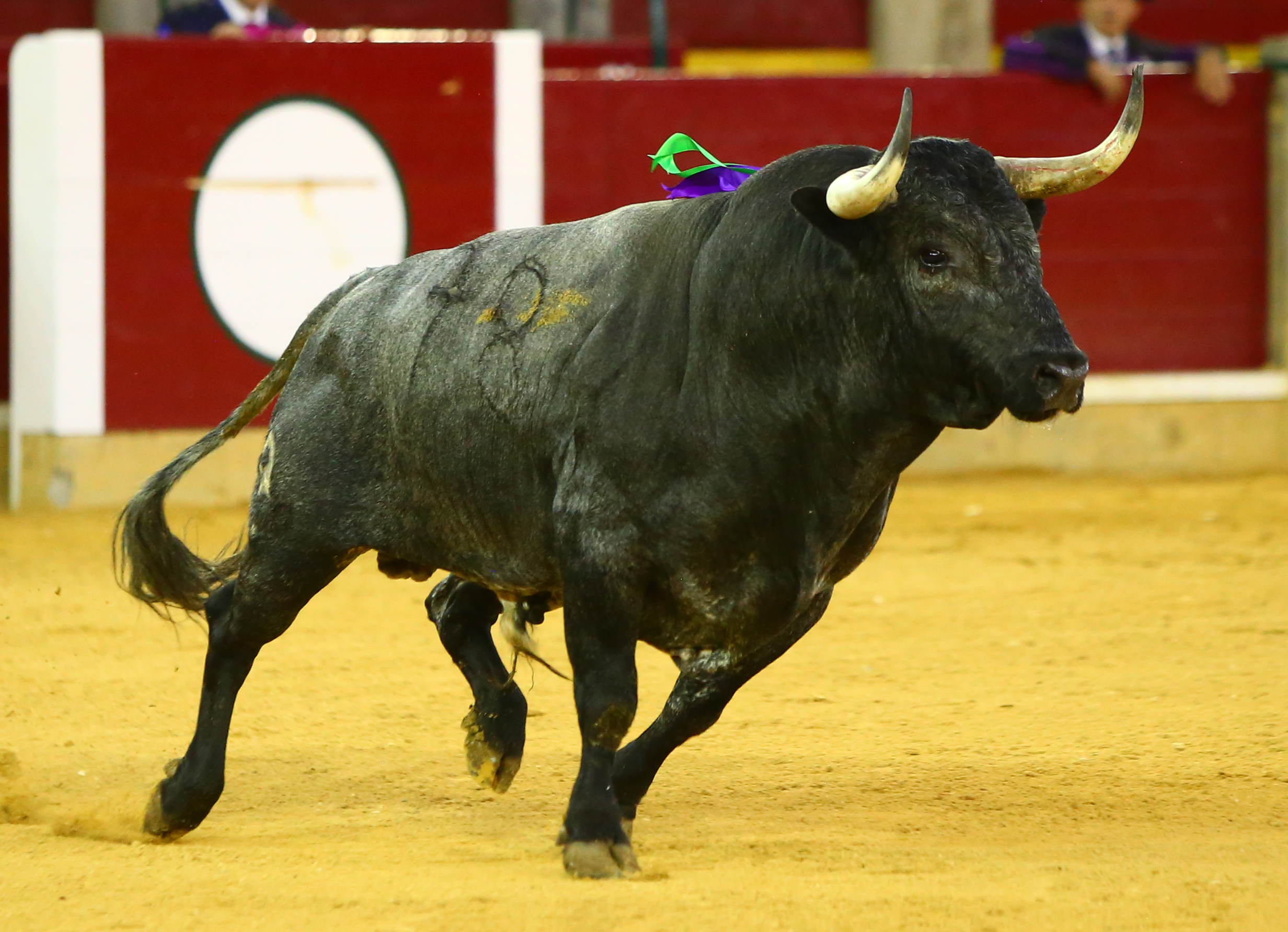 Zaragoza - Corrida de toros concurso - Domingo 30 de septiembre de 2018