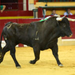 Zaragoza - Corrida de toros concurso - Domingo 30 de septiembre de 2018
