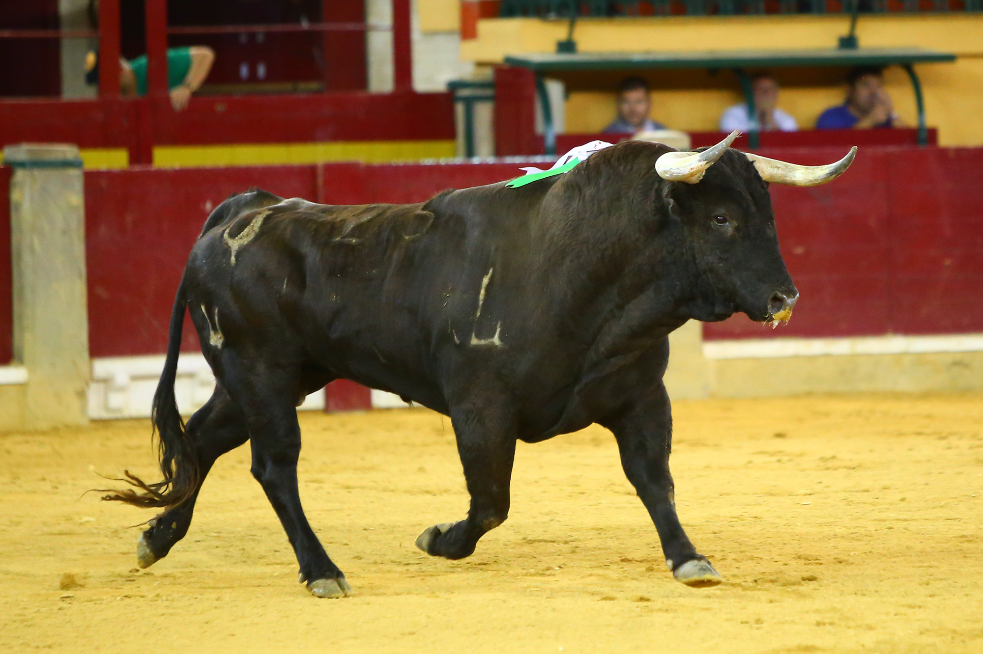 Zaragoza - Corrida de toros concurso - Domingo 30 de septiembre de 2018