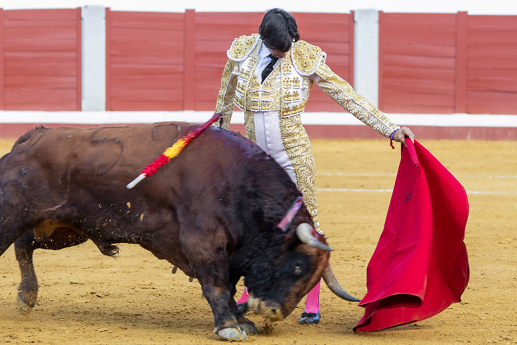Pozoblanco - Corrida de toros - Sábado 29 de septiembre de 2018