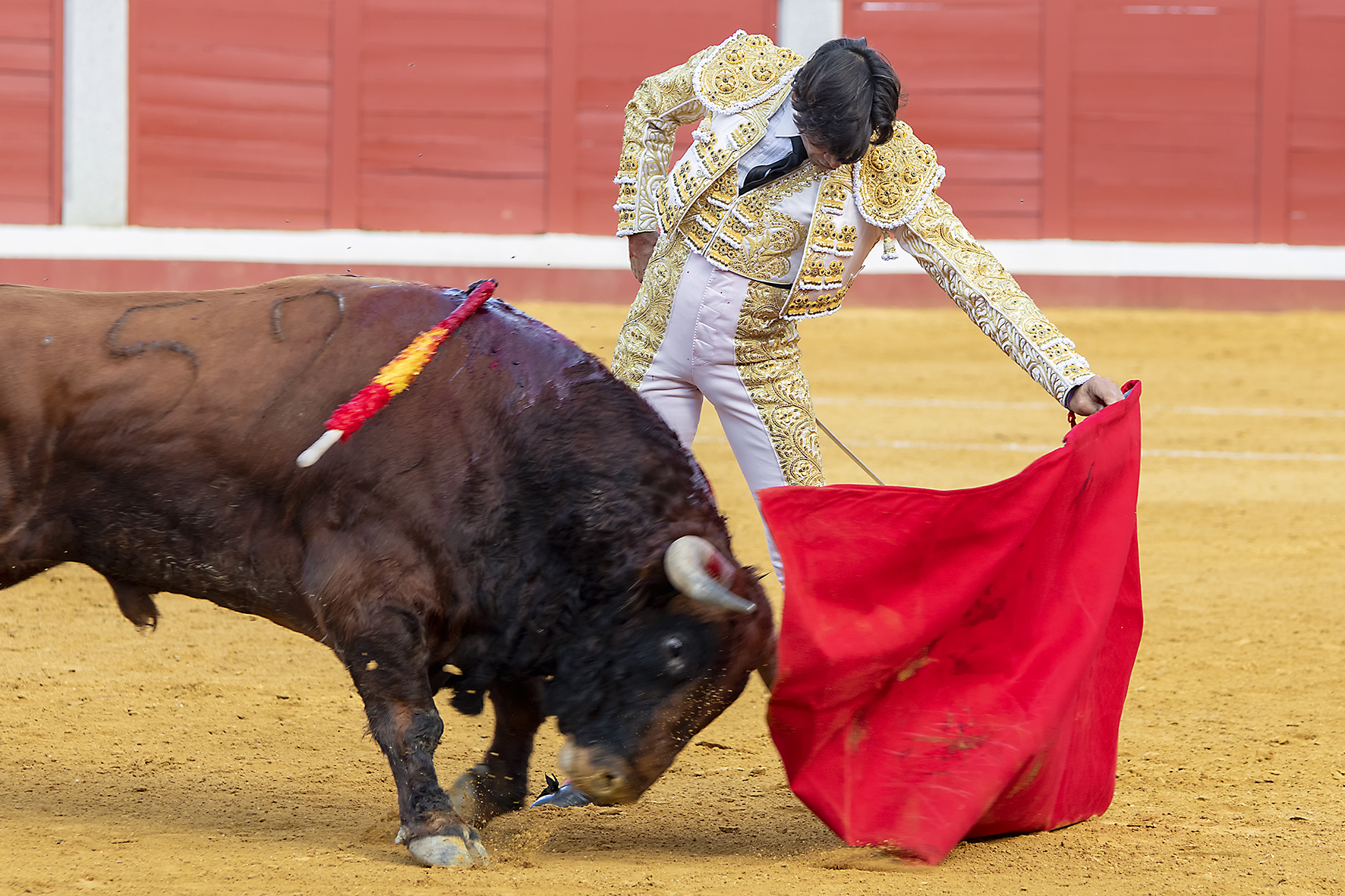 Pozoblanco - Corrida de toros - Sábado 29 de septiembre de 2018