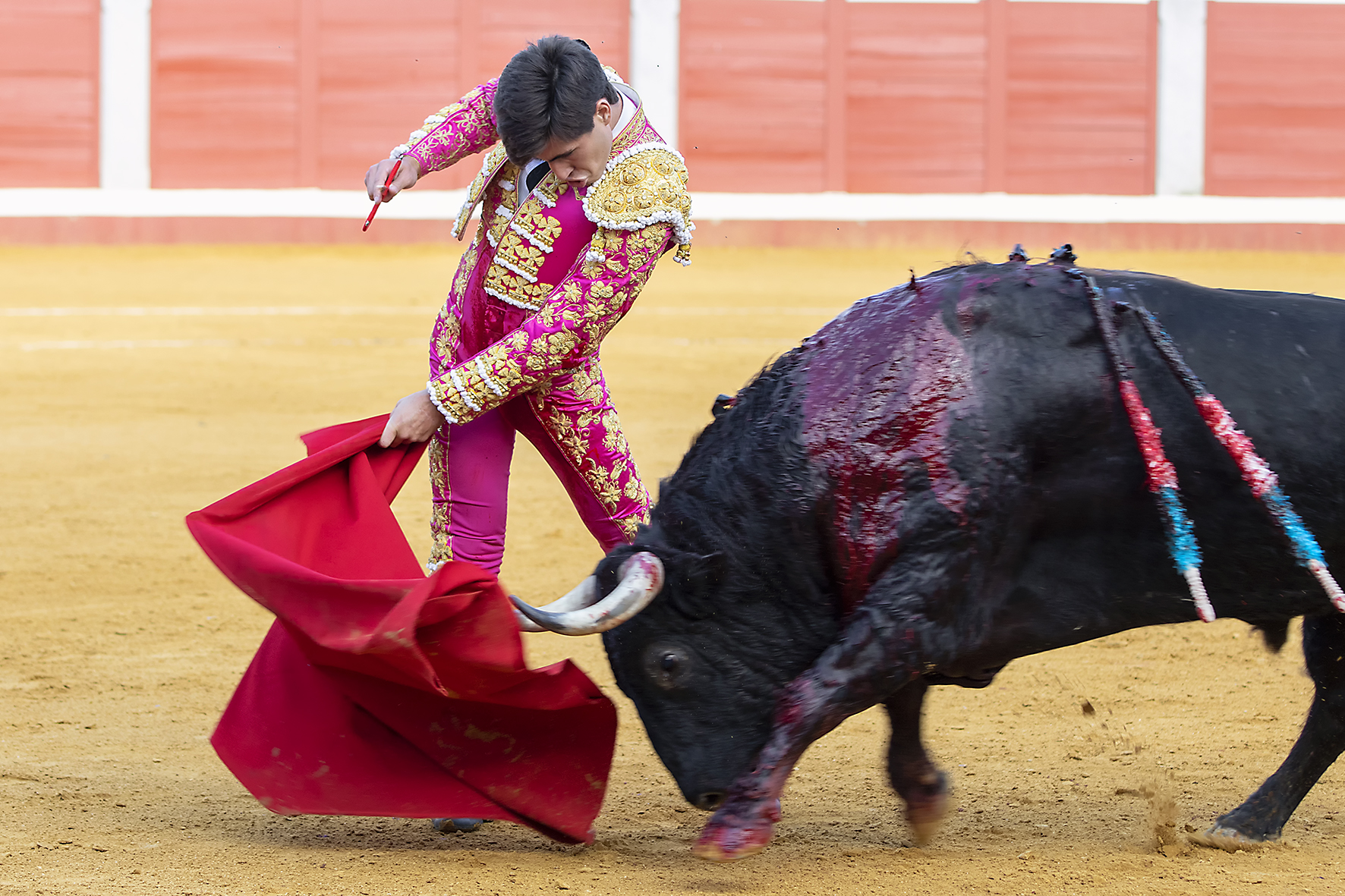 Pozoblanco - Corrida de toros - Sábado 29 de septiembre de 2018