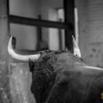 Madrid - Sorteo - Corrida de toros - Sábado 29 de septiembre de 2018