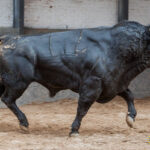 Madrid - Sorteo - Corrida de toros - Domingo 30 de septiembre de 2018