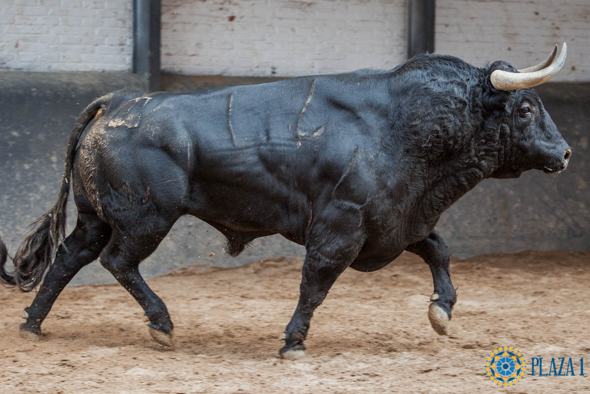 Madrid - Sorteo - Corrida de toros - Domingo 30 de septiembre de 2018