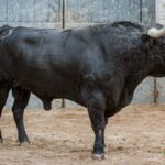 Madrid - Sorteo - Corrida de toros - Domingo 30 de septiembre de 2018