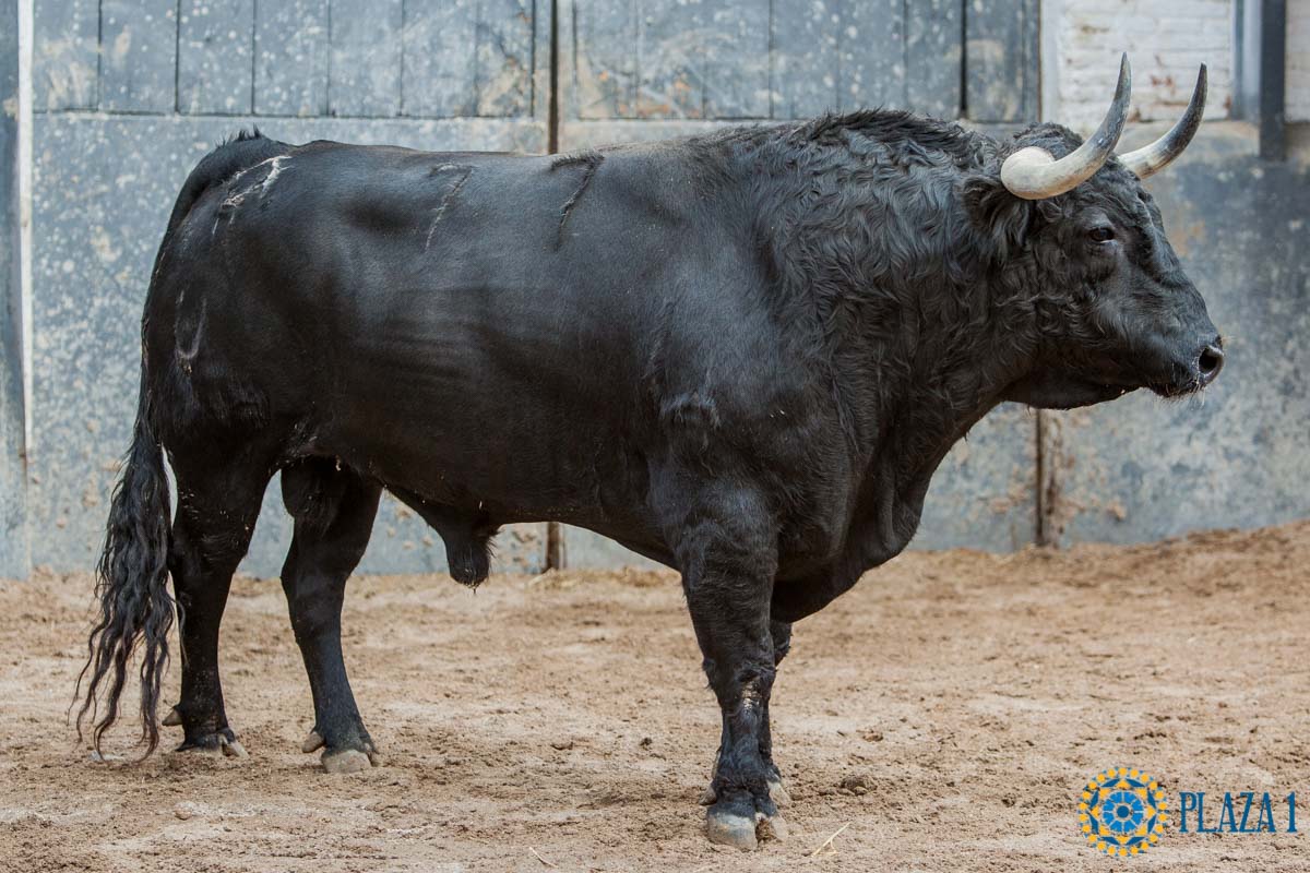 Madrid - Sorteo - Corrida de toros - Domingo 30 de septiembre de 2018