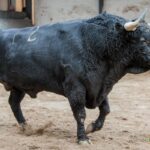Madrid - Sorteo - Corrida de toros - Domingo 30 de septiembre de 2018