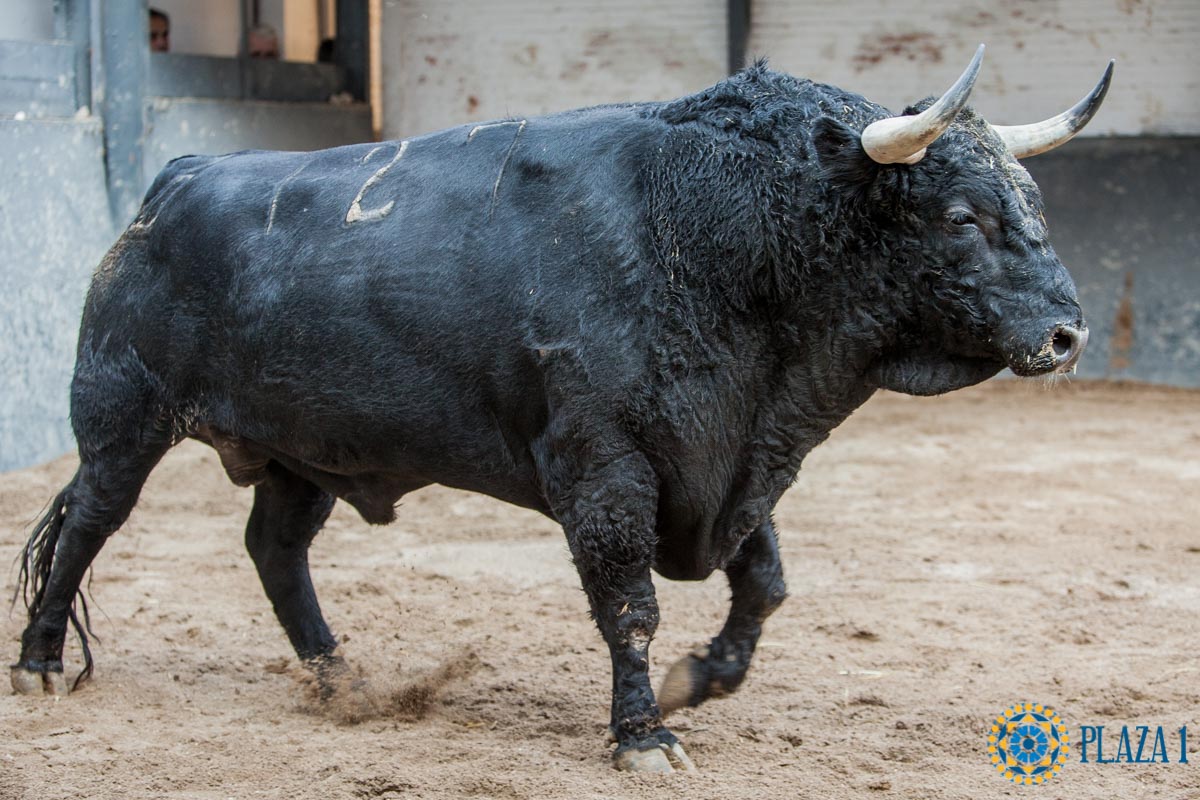 Madrid - Sorteo - Corrida de toros - Domingo 30 de septiembre de 2018