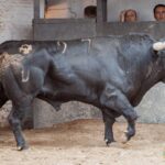 Madrid - Sorteo - Corrida de toros - Domingo 30 de septiembre de 2018
