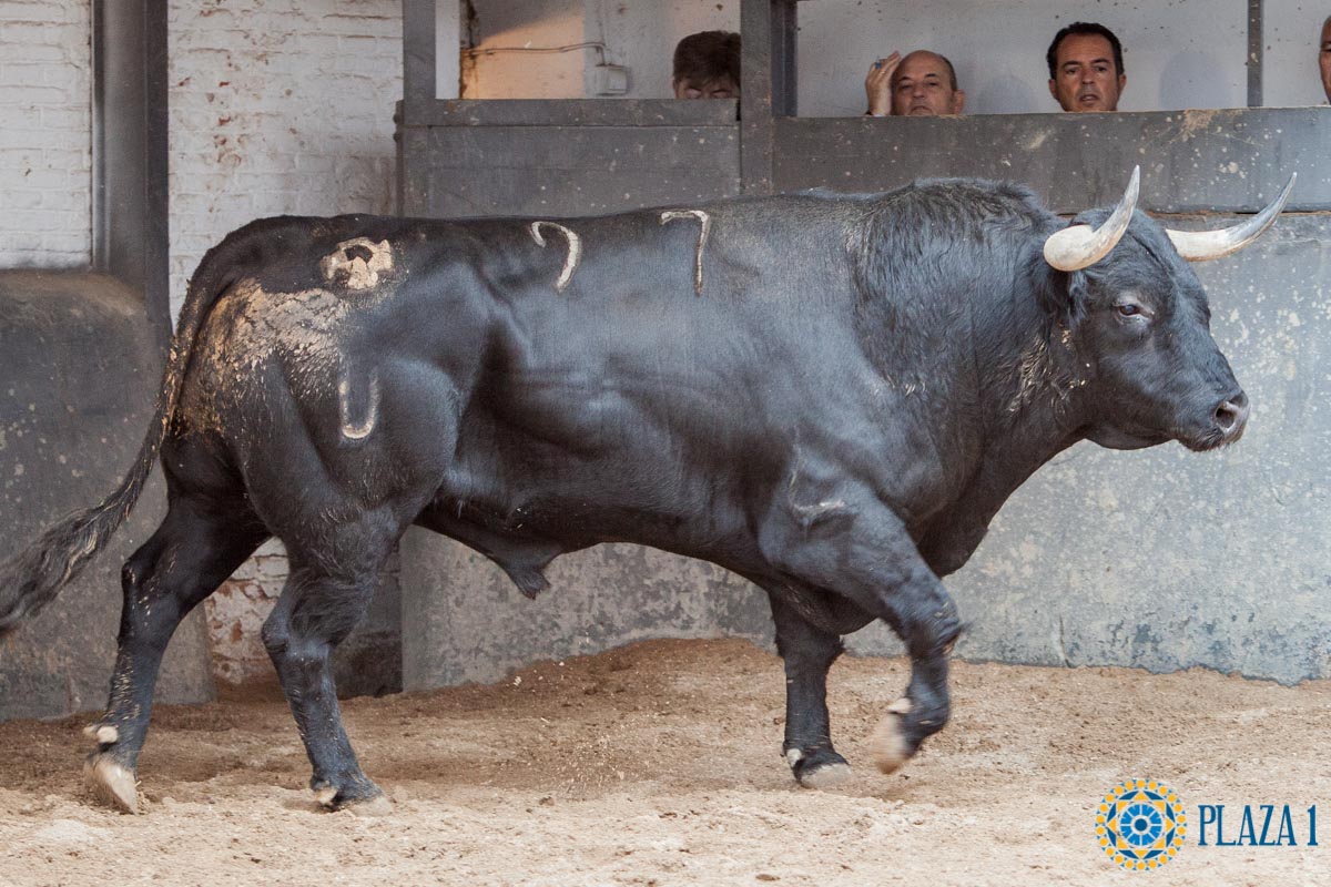 Madrid - Sorteo - Corrida de toros - Domingo 30 de septiembre de 2018