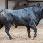 Madrid - Sorteo - Corrida de toros - Domingo 30 de septiembre de 2018