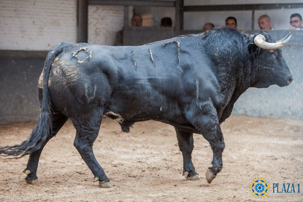 Madrid - Sorteo - Corrida de toros - Domingo 30 de septiembre de 2018