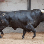 Madrid - Sorteo - Corrida de toros - Domingo 30 de septiembre de 2018