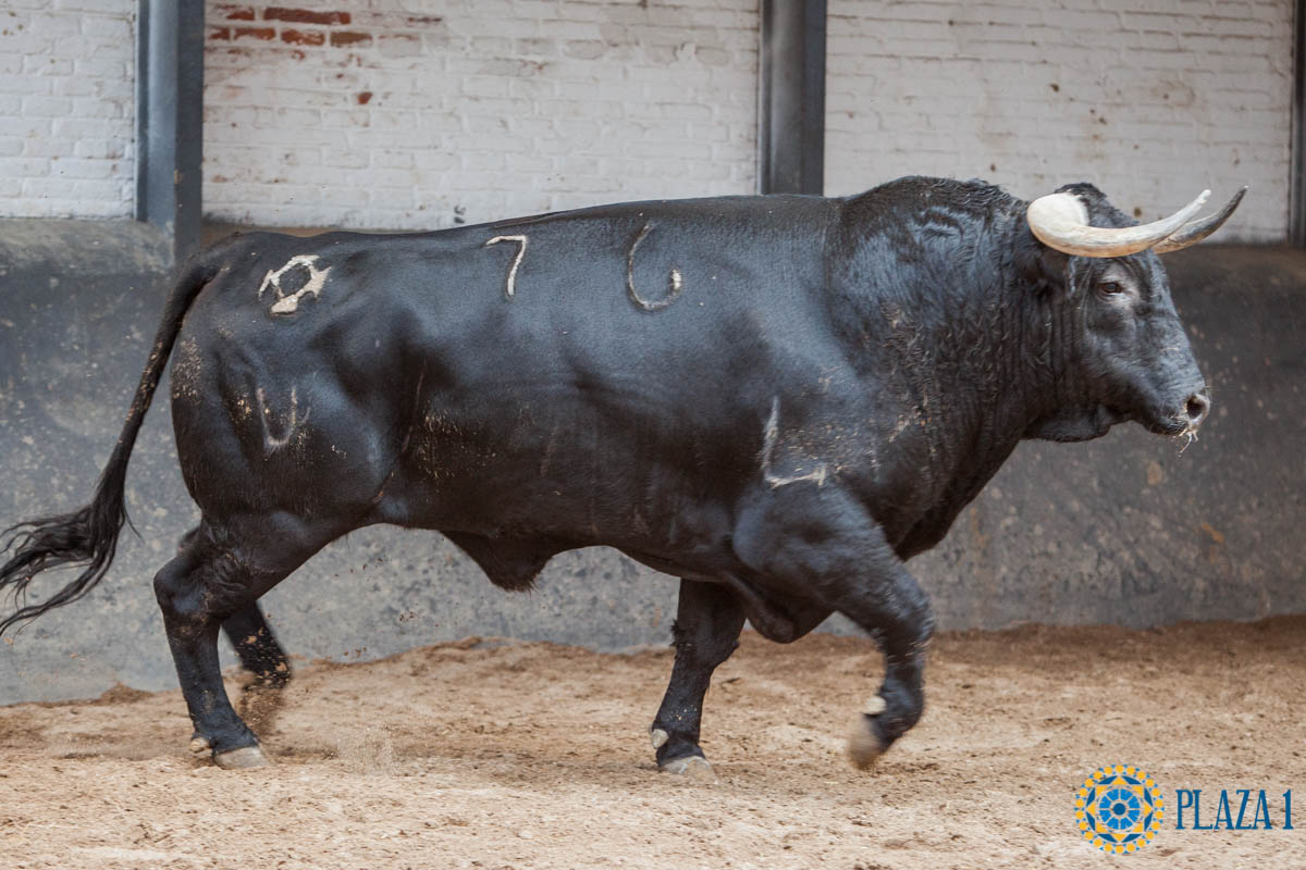 Madrid - Sorteo - Corrida de toros - Domingo 30 de septiembre de 2018