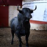 Palencia - Sorteo - Sábado 1 de septiembre de 2018