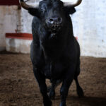 Palencia - Sorteo - Sábado 1 de septiembre de 2018