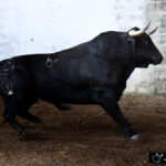 Palencia - Sorteo - Sábado 1 de septiembre de 2018