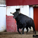 Palencia - Sorteo - Sábado 1 de septiembre de 2018