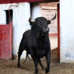 Palencia - Sorteo - Sábado 1 de septiembre de 2018