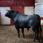 Palencia - Sorteo - Sábado 1 de septiembre de 2018