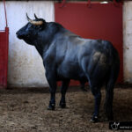 Palencia - Sorteo - Sábado 1 de septiembre de 2018