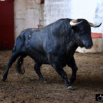 Palencia - Sorteo - Sábado 1 de septiembre de 2018