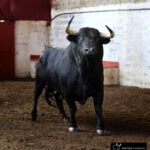 Palencia - Sorteo - Sábado 1 de septiembre de 2018