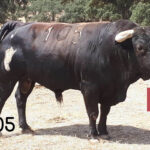 Toros de Herederos de Varela Crujo para la despedida de Padilla de Portugal.