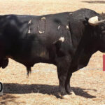 Toros de Herederos de Varela Crujo para la despedida de Padilla de Portugal.