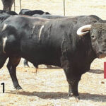 Toros de Herederos de Varela Crujo para la despedida de Padilla de Portugal.