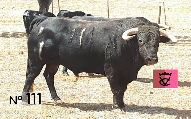 Toros de Herederos de Varela Crujo para la despedida de Padilla de Portugal.