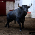 Palencia - Sorteo - Sábado 1 de septiembre de 2018