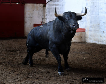 Palencia - Sorteo - Sábado 1 de septiembre de 2018