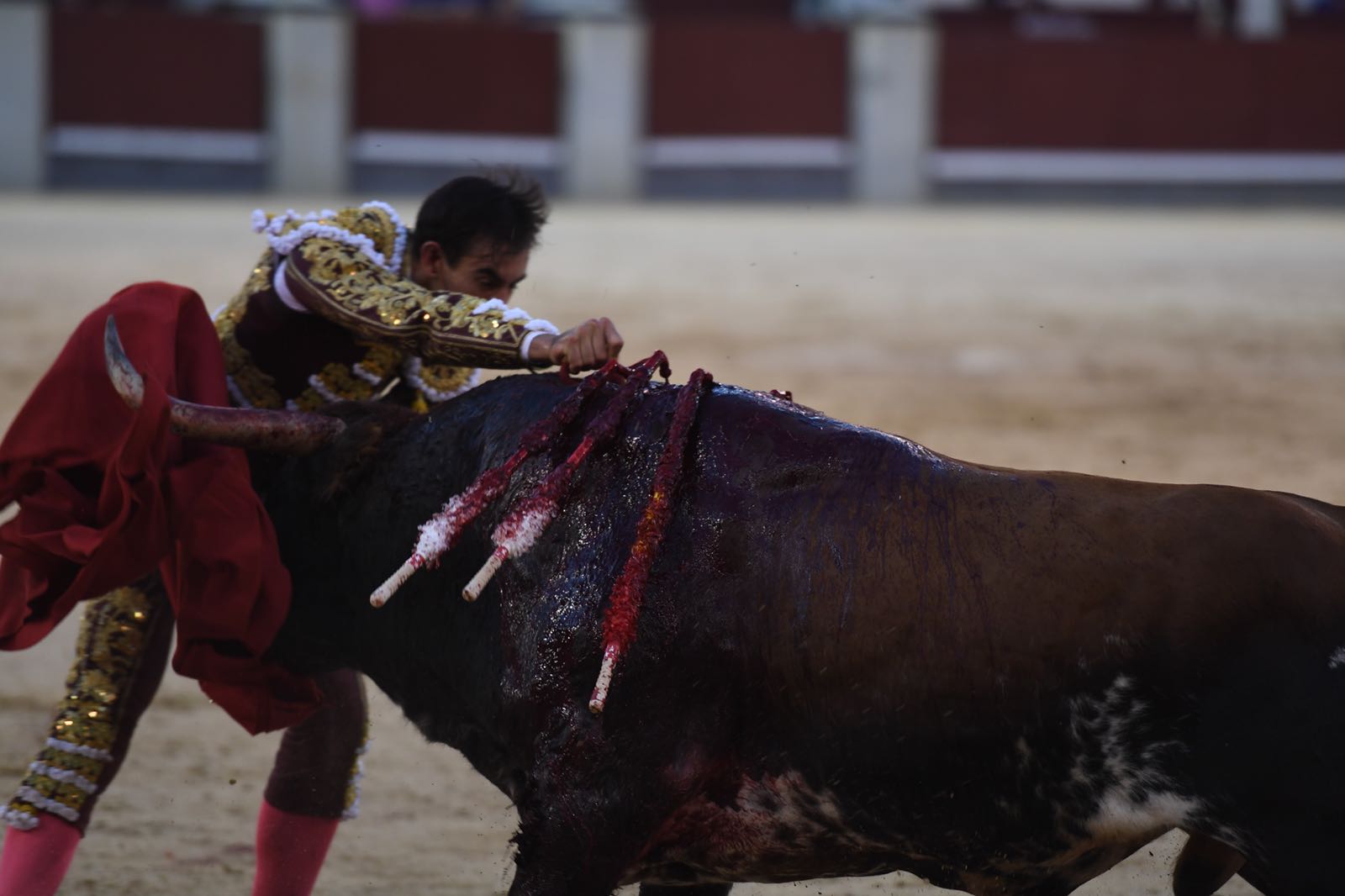 Madrid - Cogida de Fortes - Viernes 28 de septiembre de 2018