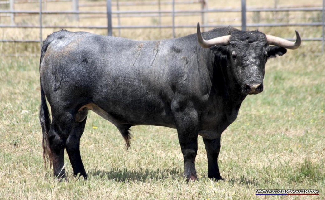 Los toros de la primera victorinada de la historia en Santoña