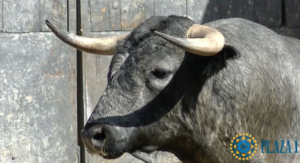 Madrid - Sorteo - Novillada picada - Domingo 2 de septiembre de 2018