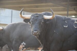 Los toros de Baltasar Ibán para el domingo 9 de septiembre en Arles