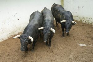 SANTOÑA - MIURAS - SÁBADO 8 DE SEPTIEMBRE DE 2018